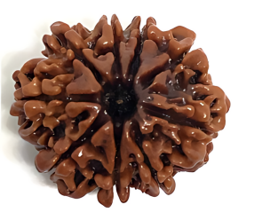 9 Mukhi Nepali Rudraksha Bead