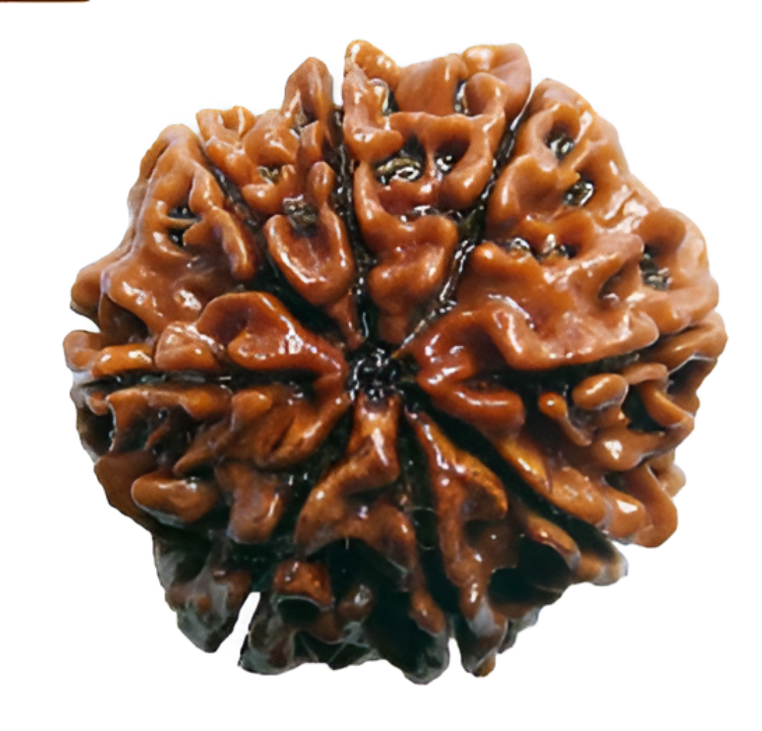 8 Mukhi Nepali Rudraksha