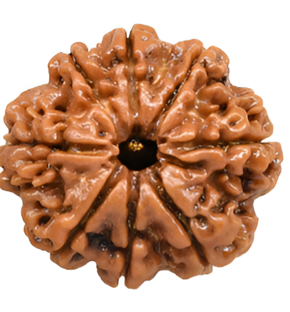 8 Mukhi Nepali Rudraksha