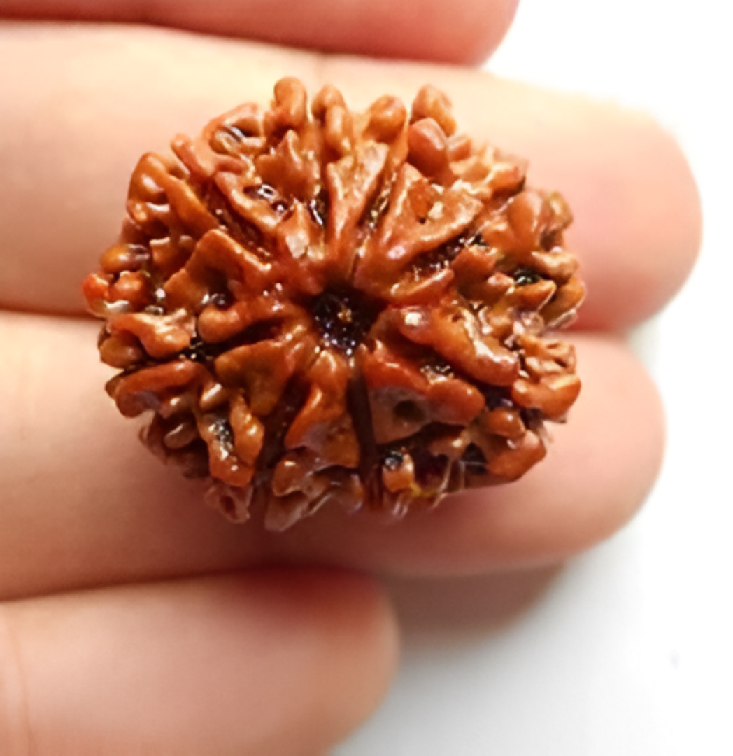8 Mukhi Nepali Rudraksha