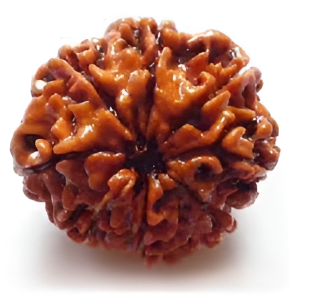 8 Mukhi Nepali Rudraksha