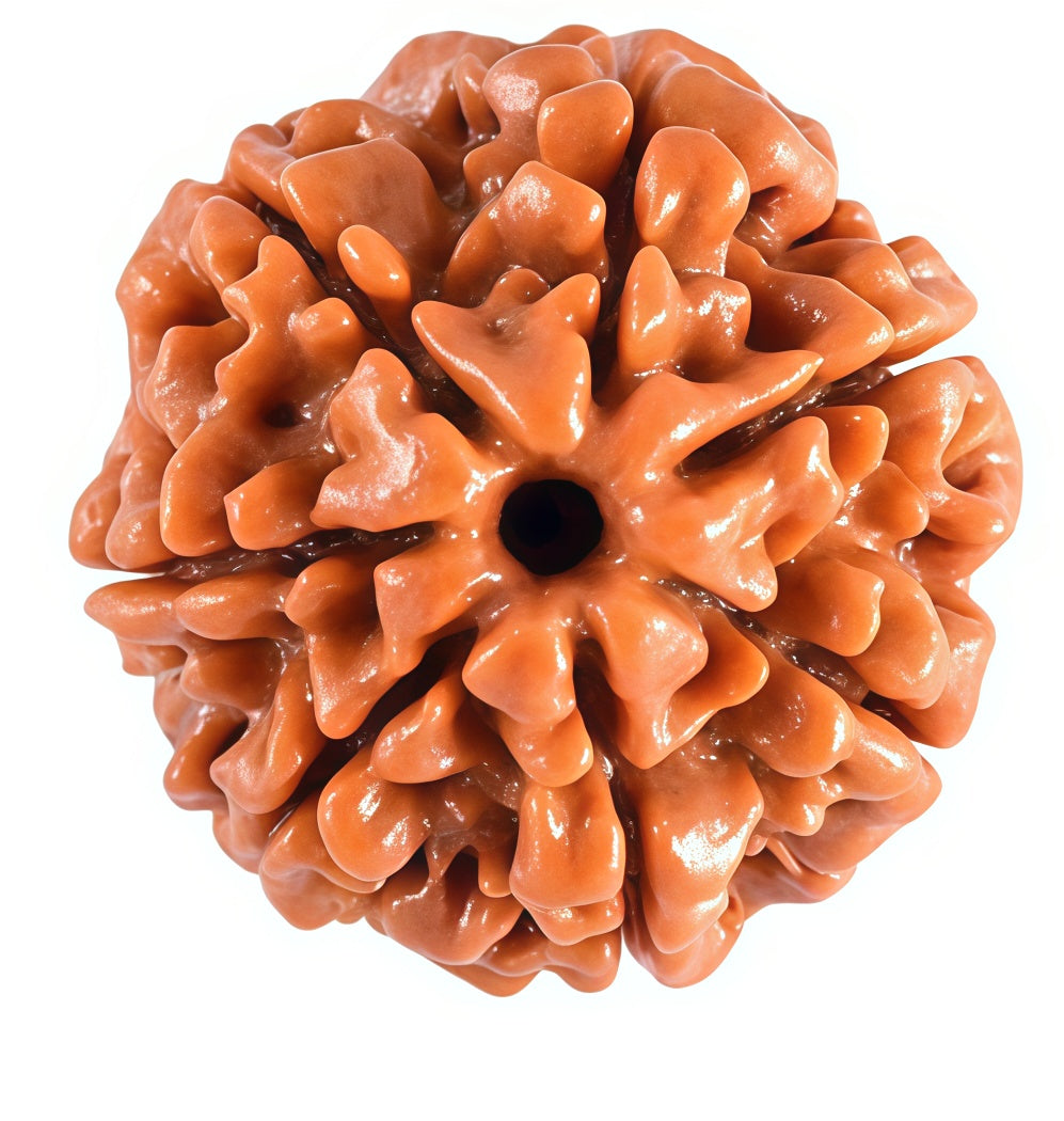 7 Mukhi Nepali Rudraksha Bead