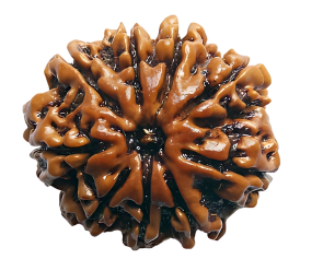 9 Mukhi Nepali Rudraksha Bead