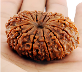 14 Mukhi Rudraksha bead