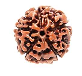 5 Mukhi Nepali Rudraksha Bead