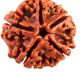 5 Mukhi Nepali Rudraksha Bead
