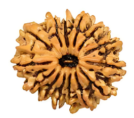 14 Mukhi Rudraksha bead