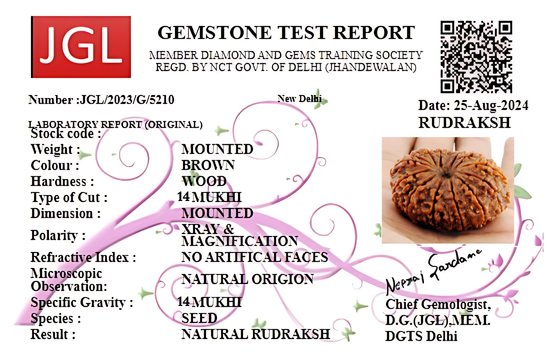 14 Mukhi Rudraksha bead