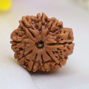 Rudraksha Beads
