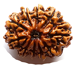 10 Mukhi Nepali Rudraksha Bead