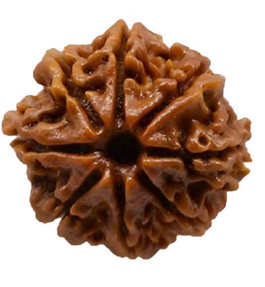 8 Mukhi Nepali Rudraksha