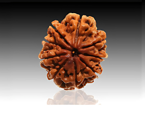 9 Mukhi Nepali Rudraksha Bead