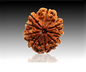 9 Mukhi Nepali Rudraksha Bead