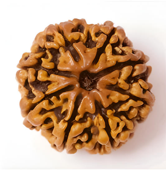 8 Mukhi Nepali Rudraksha