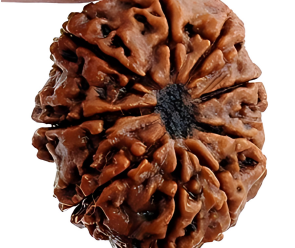 9 Mukhi Nepali Rudraksha Bead