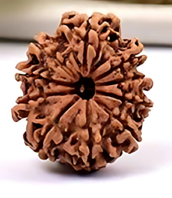 10 Mukhi Nepali Rudraksha Bead