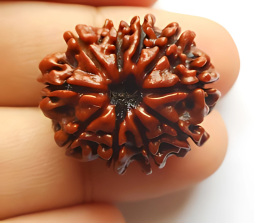 10 Mukhi Nepali Rudraksha Bead