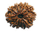 11 Mukhi Nepali Rudraksha
