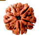 5 Mukhi Nepali Rudraksha Bead