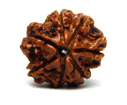 7 Mukhi Nepali Rudraksha Bead