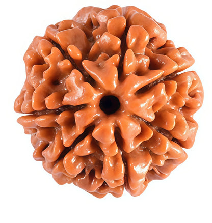 7 Mukhi Nepali Rudraksha Bead