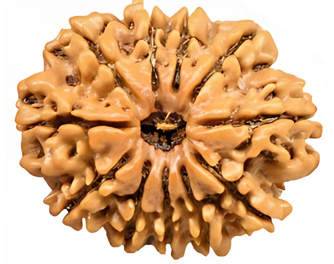 11 Mukhi Nepali Rudraksha