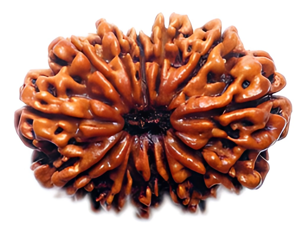 12 Mukhi Nepali Rudraksha