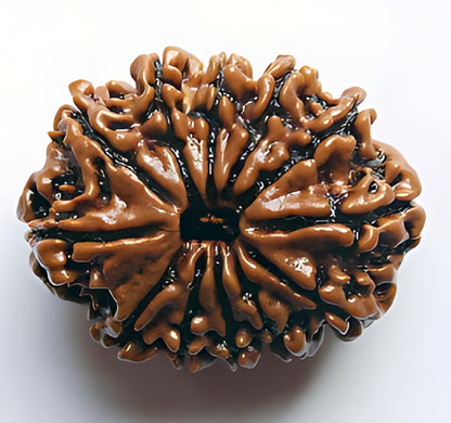 12 Mukhi Nepali Rudraksha