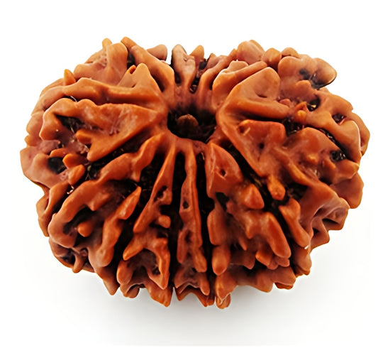12 Mukhi Nepali Rudraksha