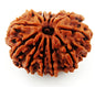 12 Mukhi Nepali Rudraksha