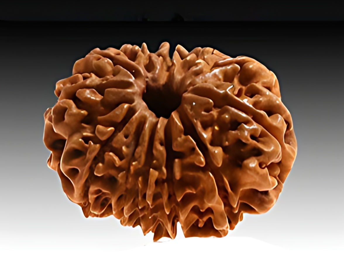 12 Mukhi Nepali Rudraksha