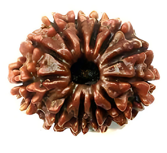 12 Mukhi Nepali Rudraksha