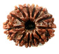 12 Mukhi Nepali Rudraksha
