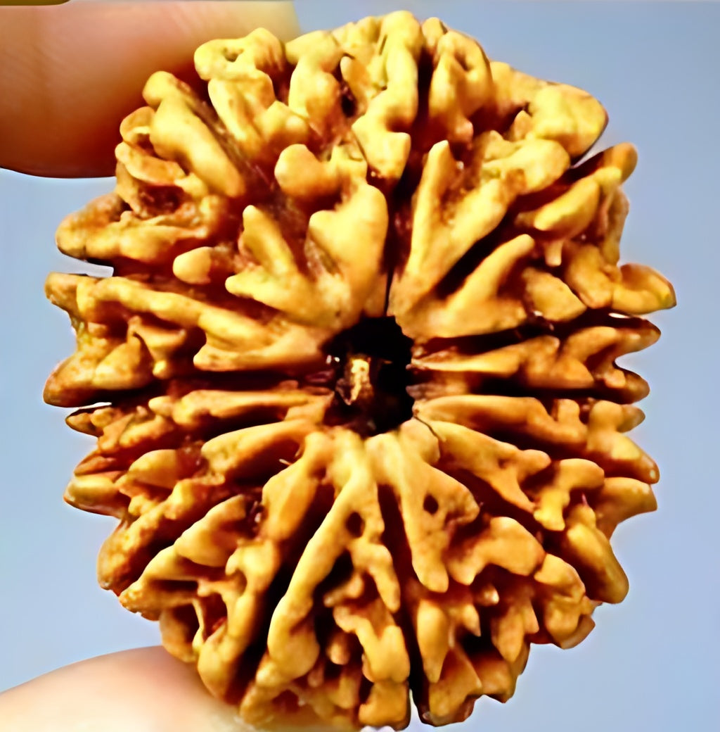 13 Mukhi Nepali Rudraksha
