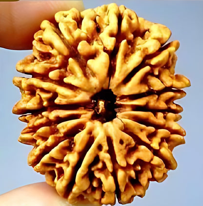 13 Mukhi Nepali Rudraksha