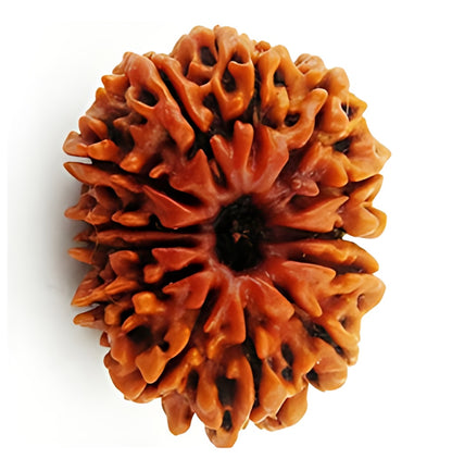13 Mukhi Nepali Rudraksha