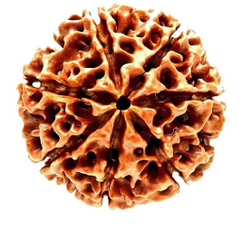 7 Mukhi Nepali Rudraksha Bead