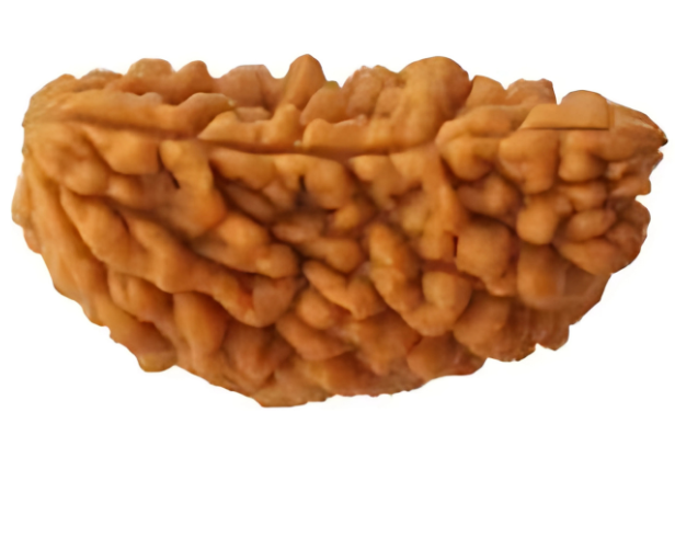 1 Mukhi Nepali Rudraksha