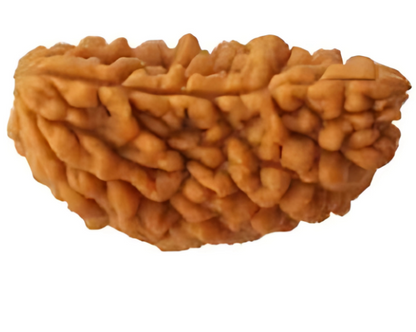 1 Mukhi Nepali Rudraksha