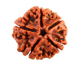 5 Mukhi Nepali Rudraksha Bead