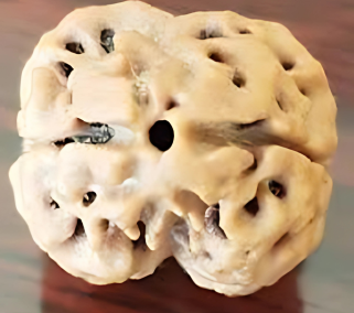 2 Mukhi Rudraksha Bead
