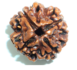 4 Mukhi Nepali Rudraksha