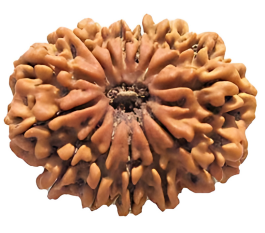 14 Mukhi Rudraksha bead