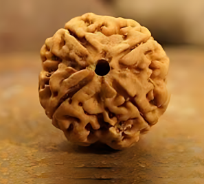 4 Mukhi Nepali Rudraksha