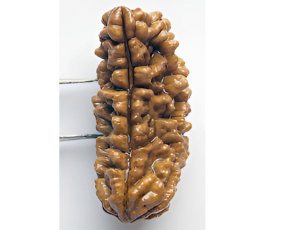 1 Mukhi Nepali Rudraksha
