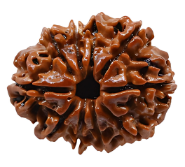 10 Mukhi Nepali Rudraksha Bead