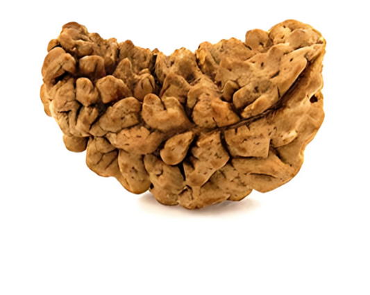 1 Mukhi Nepali Rudraksha