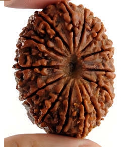 14 Mukhi Rudraksha bead