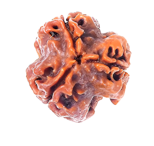 3 Mukhi Nepali Rudraksha Bead