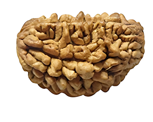 1 Mukhi Nepali Rudraksha